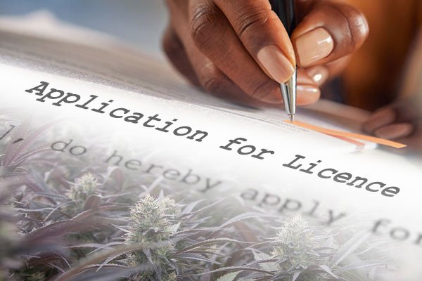 CLA reports surge in applications for cannabis licences