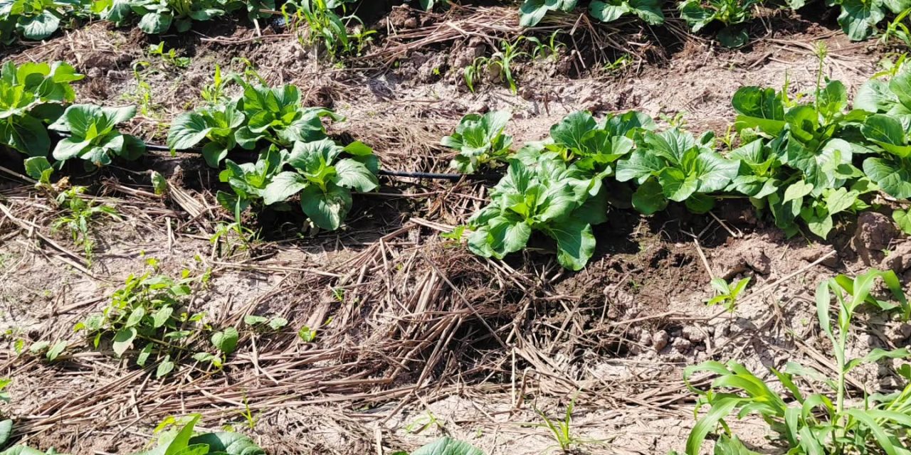 St Elizabeth farmer bemoans lack of support amid ongoing drought