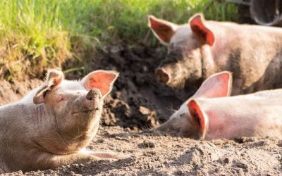 Antigua reiterates ban on pork products from Dom Rep